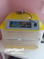  2 فقاسة صيصان تتسع إلى 48 بيضة بحالة ممتازة ومعها 13صوص بلدي عمر اسبوعين مع حاضنة صيصان بسعر 85 دينار
