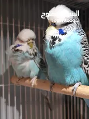  3 للبيع جوز انغلش حجم حلو
