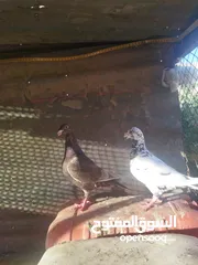  8 جواز بسعر مغري