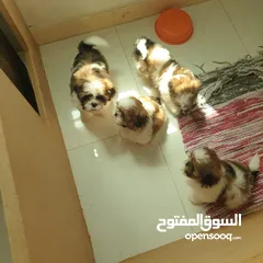  5 Shitzu puppies