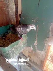  9 حمام للبيع او بدل على عصفير