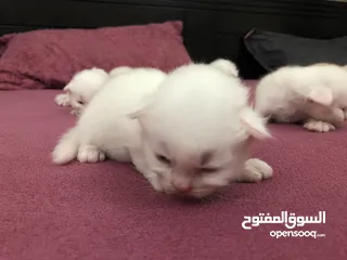  7 Parsian cat baby