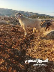  6 تبارك الله موجود فحل معز لون ابيض كفاله اهداء على ردد يقوم ب 100 راس تبارك الله هداد نار السن ريشه
