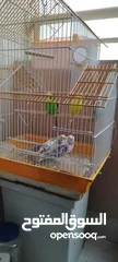  1 parakeets birds