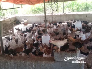  4 دجاج عمانيات للبيع