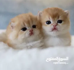  4 Golden pure kitten