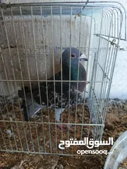  25 حمام للبيع