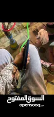  15 جهاز. ايفون15 pro max جهاز وكاله بحالة الجديد الجهااز  بطاريتو90 مساحه256 نموذجM شرق ارسط الاه ببارك