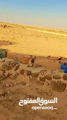  1 بسم الله ما شاء الله جرو بندوق مالينو نخب شرسسس جداااا شغل حراسة والسعر حرف 70دينار الموقع المفرق