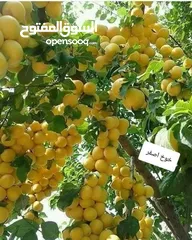  12 الأشجار المثمرة والزينة تجمع بين الجمال والفائدة، تنسيق وصيانة الحدائق الداخليه والخارجية