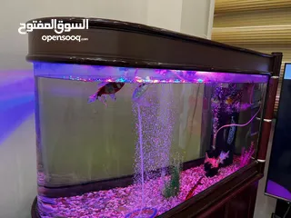  1 للبيع: حوض سمك فاخر بإضاءة مميزة وتصميم أنيق