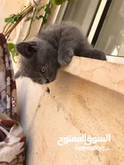  6 قطط كان هملايا بلو وهملايا اورنج عمر45 يوم
