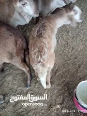  3 خروف سوداني للبيع مش مبدل