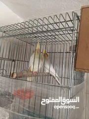  2 جوز كوكتيل لاتينو للبيع