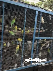  5 عرض خاص طيور حب جواز كلها شغالة اهالي فراخ ومكفولة شهر كامل باذن الله ، نقي اي جوز واي لون بعجبك