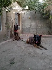  3 كلاب مالينو للبيع