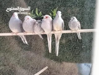  1 حمام ماسي فراخ