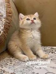 1 سكوتش ستريت جاهزين لبيتهم الجديد ny11