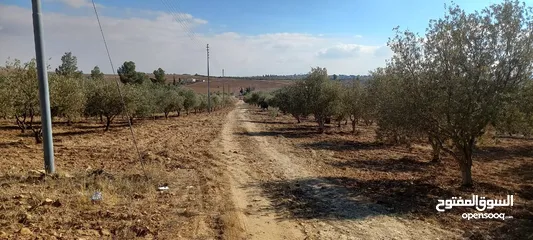  10 مزرعة زيتون للبيع