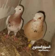  10 حمام جواز بصلات على نبي الحبه ب دينارين واغلبو تحتيو فراخ وبيض