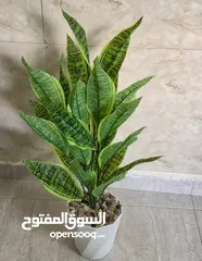 3 اشجار زينه