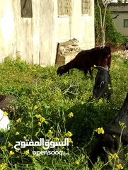  6 ثلاث عنزات وتيس شاميات نخب اول الثلاث والتيس كلهم ريشت الحبه وحده سوده وثنتين دباسي