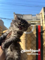  3 قطط للبيع نوع هملايا وشانشيلا