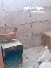  1 حمام للبيع في سعر مغريييي