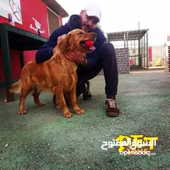  15 Train your dog