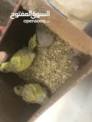  2 جوز حب معهم 4افراخ