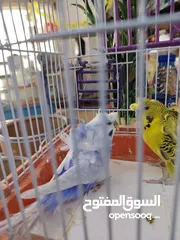  4 فحلين هوجو روما فحل تكساس فحل كلير وينج رينبو