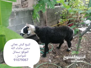  1 للبيع كبش سمين