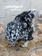  3 جاج لوهمان + بلدي بياض للبيع