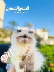  1 adorable Himalayan cat registered father CFA