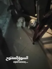  1 كلاب مالتيز للبيع