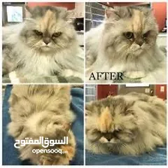  8 FAMILY PETS TRADING AND MOBILE GROOMING ALL OVER DUBAI SHARJAH AJMAN FOR BOOKING NOW