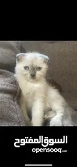  2 Rare Scottish fold female kitten .قطة أنثى سكوتش فولد من نوع نادر