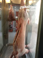  2 خروف  للبيع