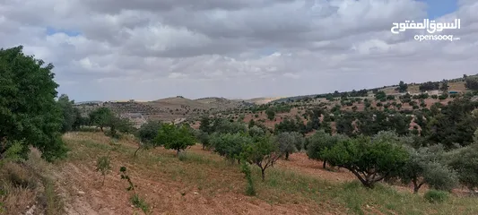  16 أرض جميله جدا في جرش ثغره عصفور وإطلاله جميله جدا 3.400م