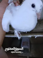  1 جوزين انجليزي ابيض