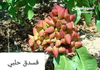  5 مشاتل تامر الزراعية