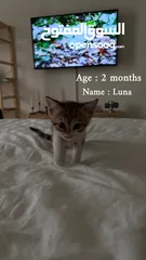 3 كيتنز للتبني برسوم  ، Kittens for adoption with fee