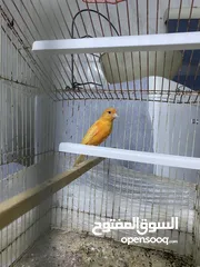  4 كنار احمر للبيع صحه ونضافة مع القفص كامل للبيع لعدم التفريغ