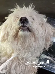  4 كلب للبيع في عمان