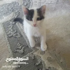  1 قط بلدي للتبني