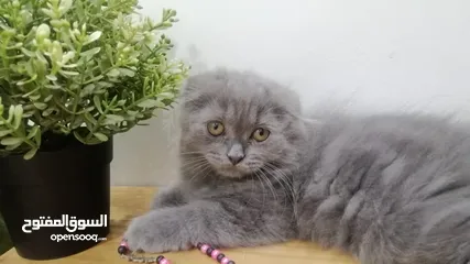  1 قطه اسكوتش فولد بلو Scottish fold female