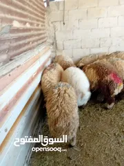  3 غنم خاروف بلدي