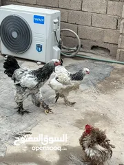  3 دجاج براهما بعدهن صغار ديج ودجاجه