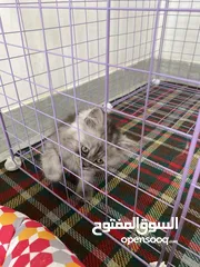  4 قطط. للبيع