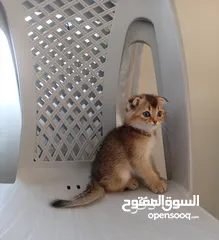  4 كتين سكوتش فولد وستريت